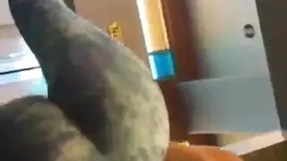 مثليات جامدين يخلعو ملابسهم