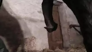تزاوج حيواني عنيف: عضو الفحل بعمق في فرجها