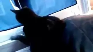 منحنية فوق الأريكة، تتعرض كاميلا لممارسة الجنس مع مهبلها المشتاق بوضعية الكلب